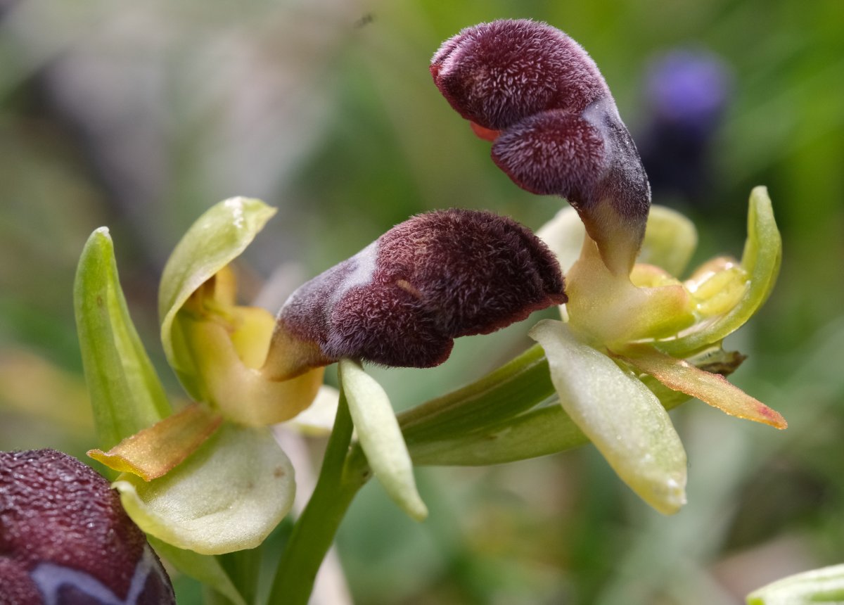 Orchidee di Marzo - Dalla Grecia con passione